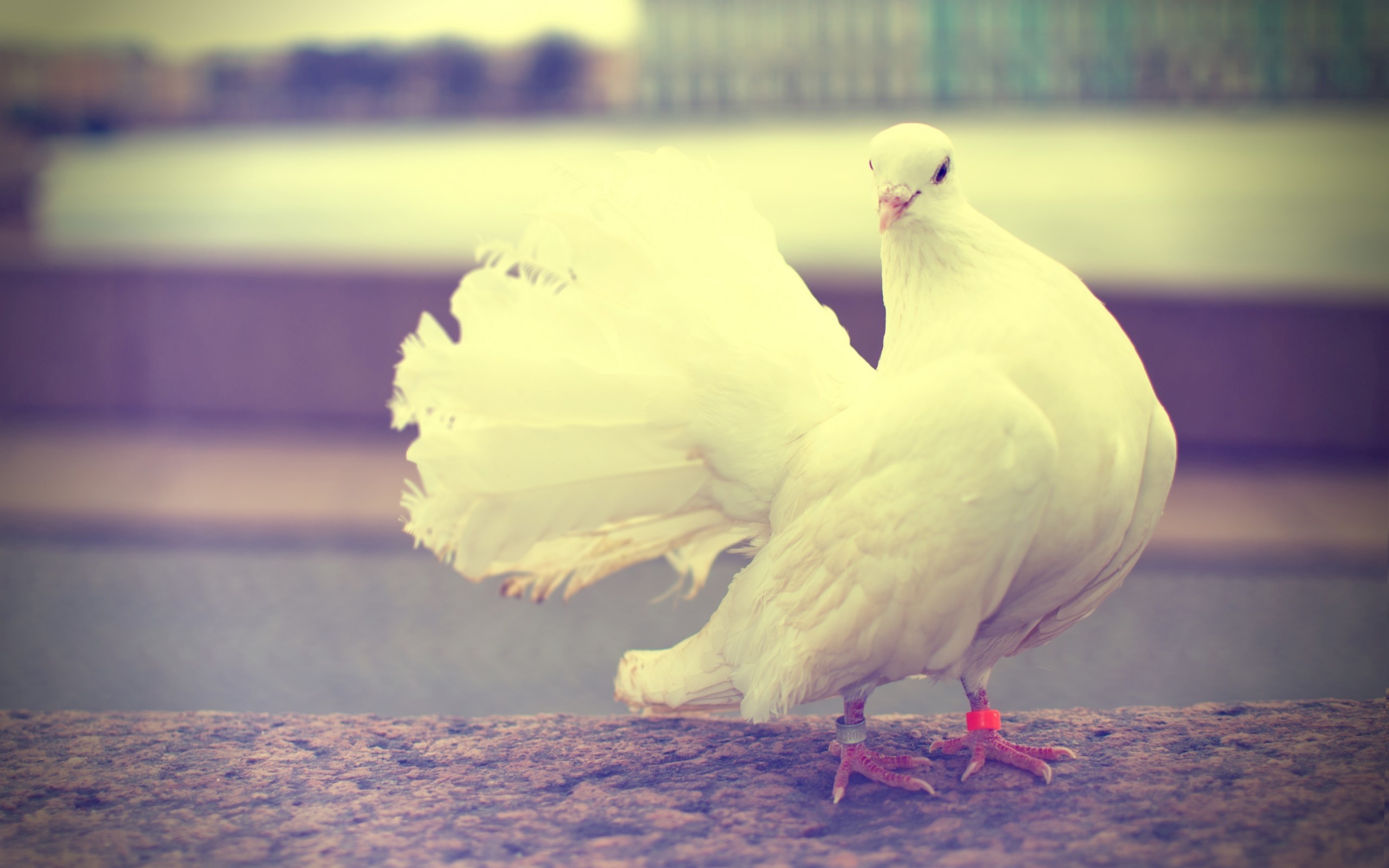 teahub.io-white-dove-wallpaper-3603090.jpg