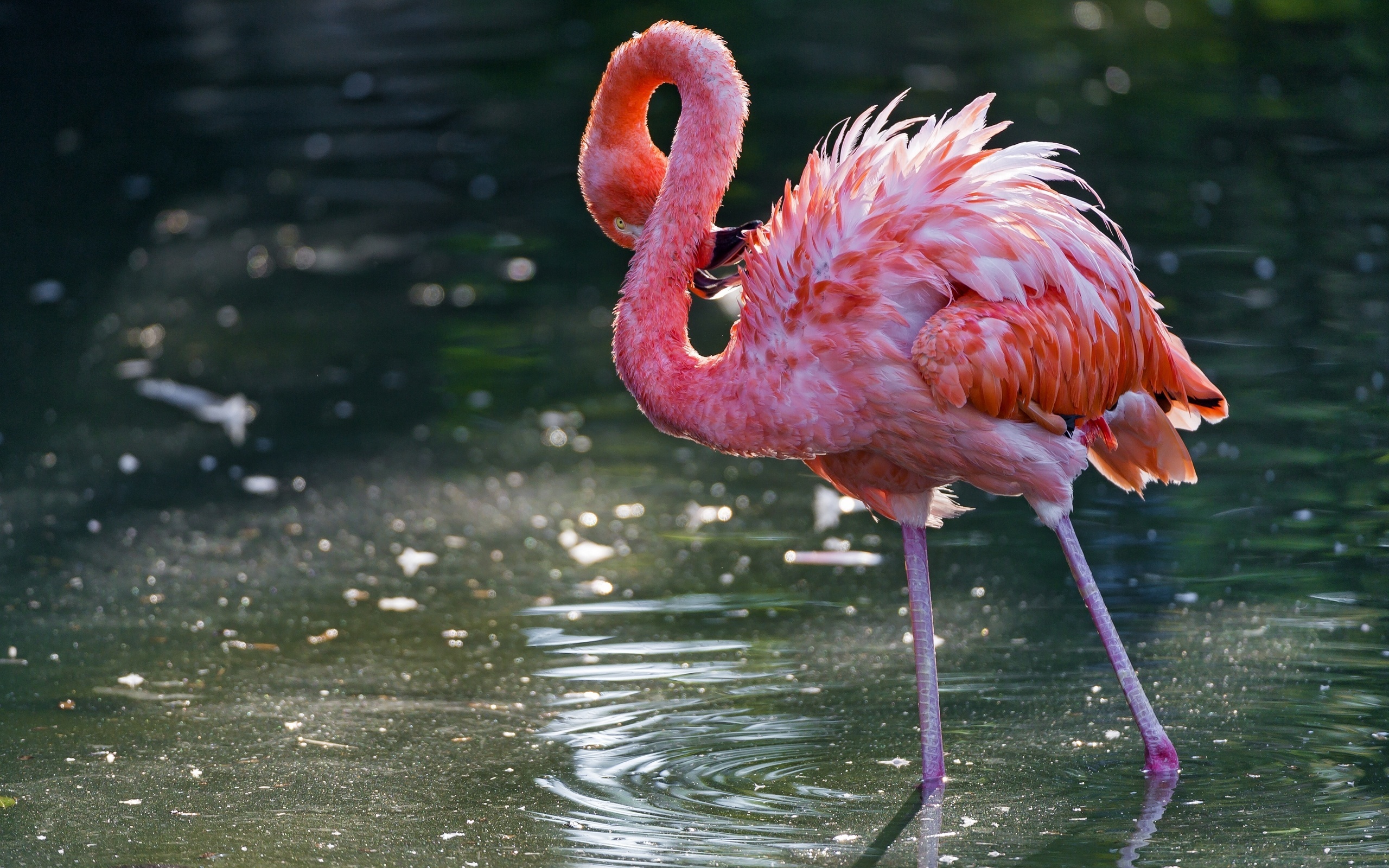teahub.io-laura-ashley-flamingo-wallpaper-1263597.jpg