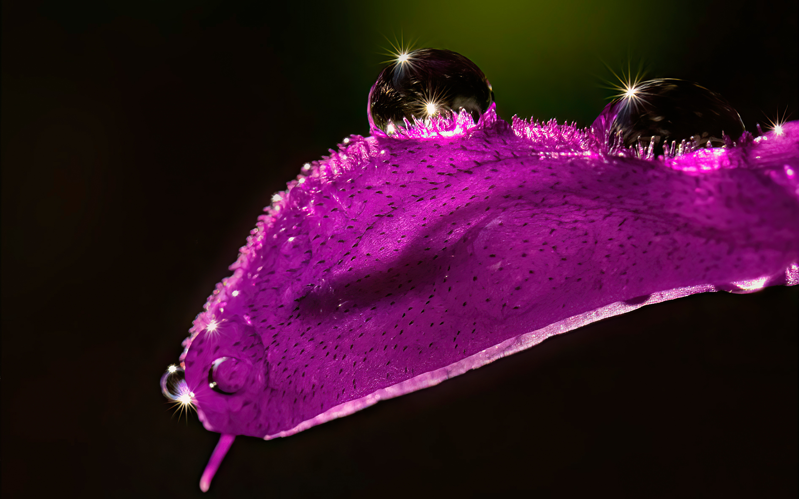 salvia-with-droplets-5k-lu-2560x1600.jpg