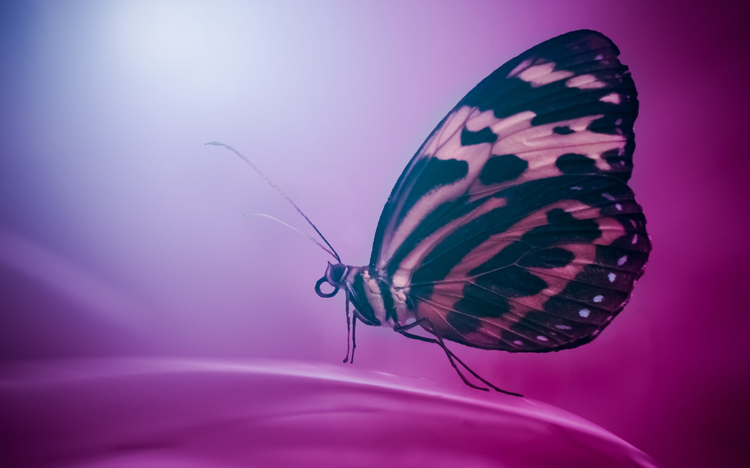 butterfly-wings-macro-2560x1600.jpg