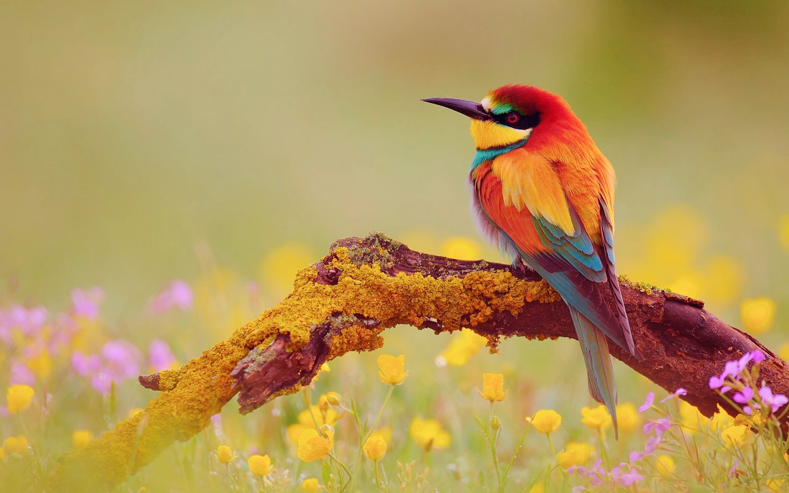 teahub.io-cute-love-birds-wallpapers-2029703.jpg
