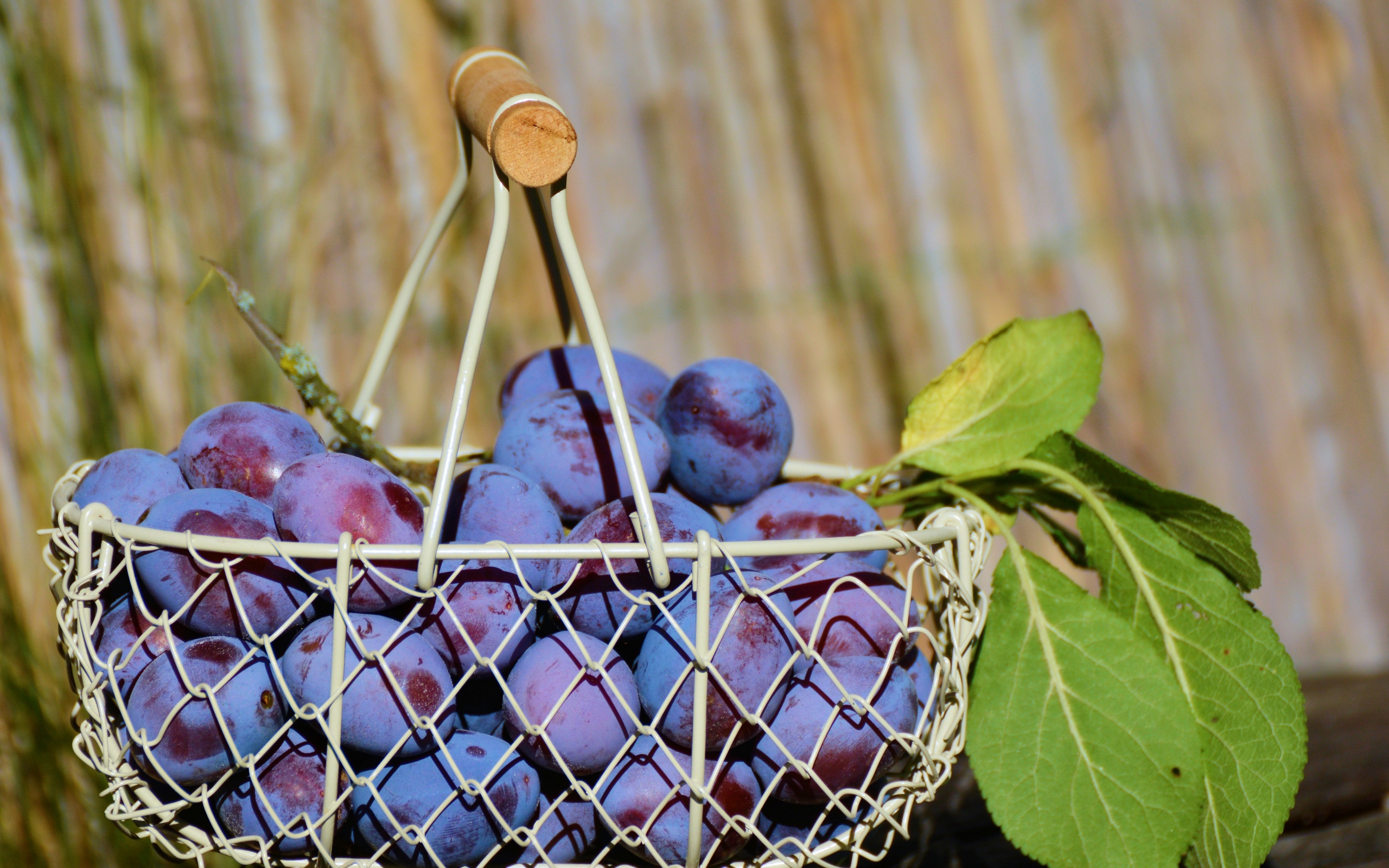 teahub.io-fruits-basket-wallpaper-1655999.jpg
