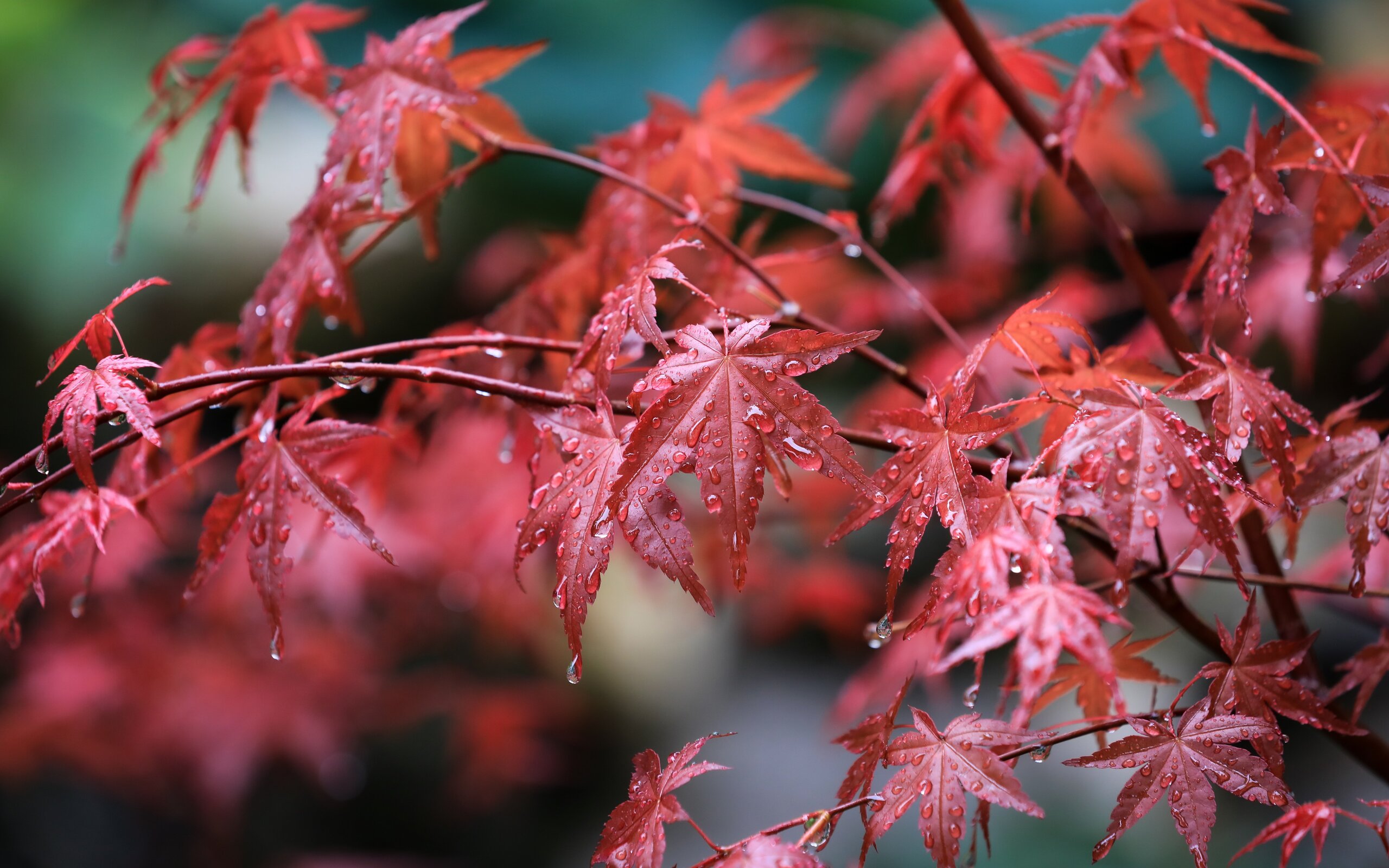 maple-leafs-water-drops-d3-2560x1600.jpg