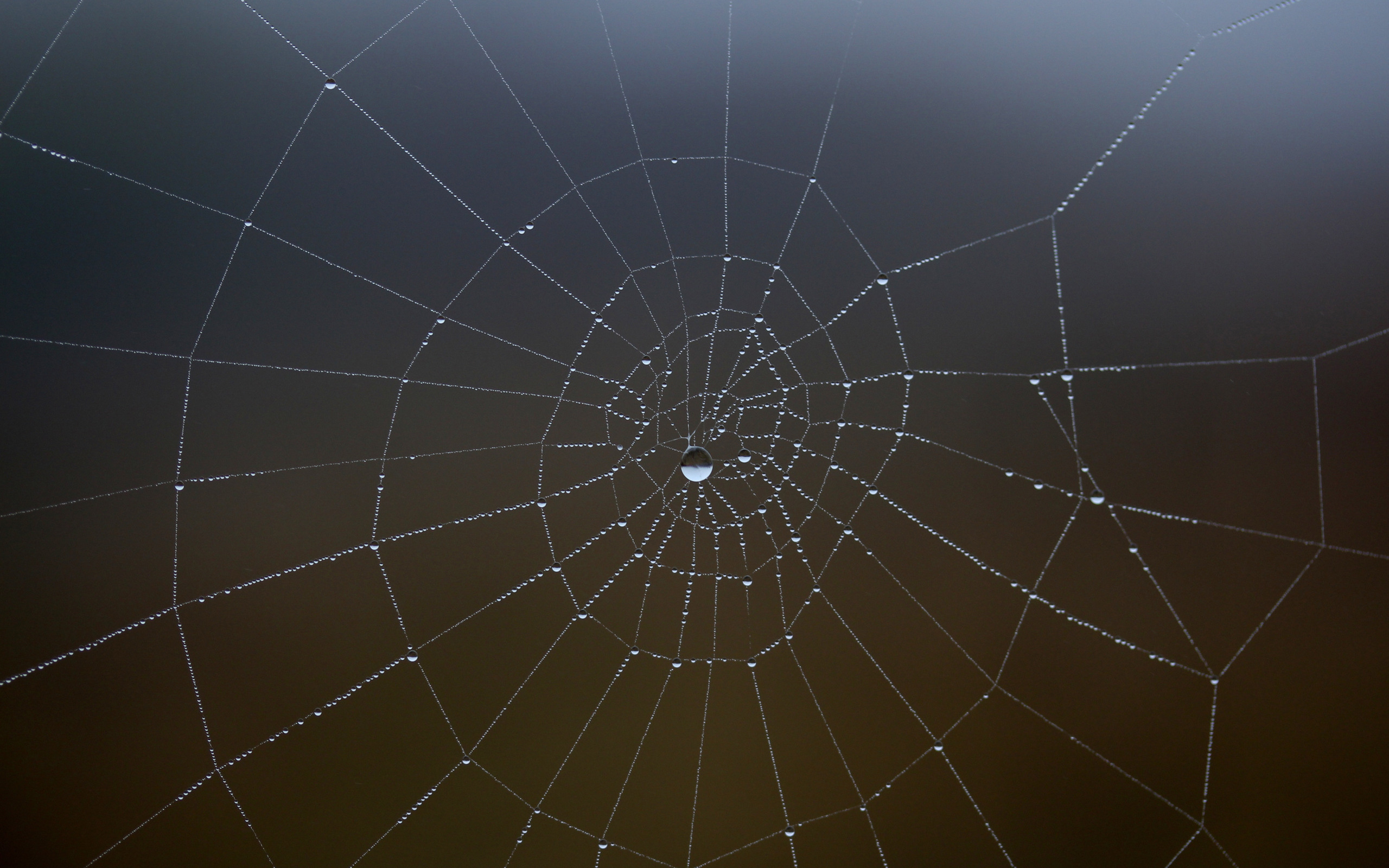 spider-web-water-drop-5k-b6-2560x1600.jpg