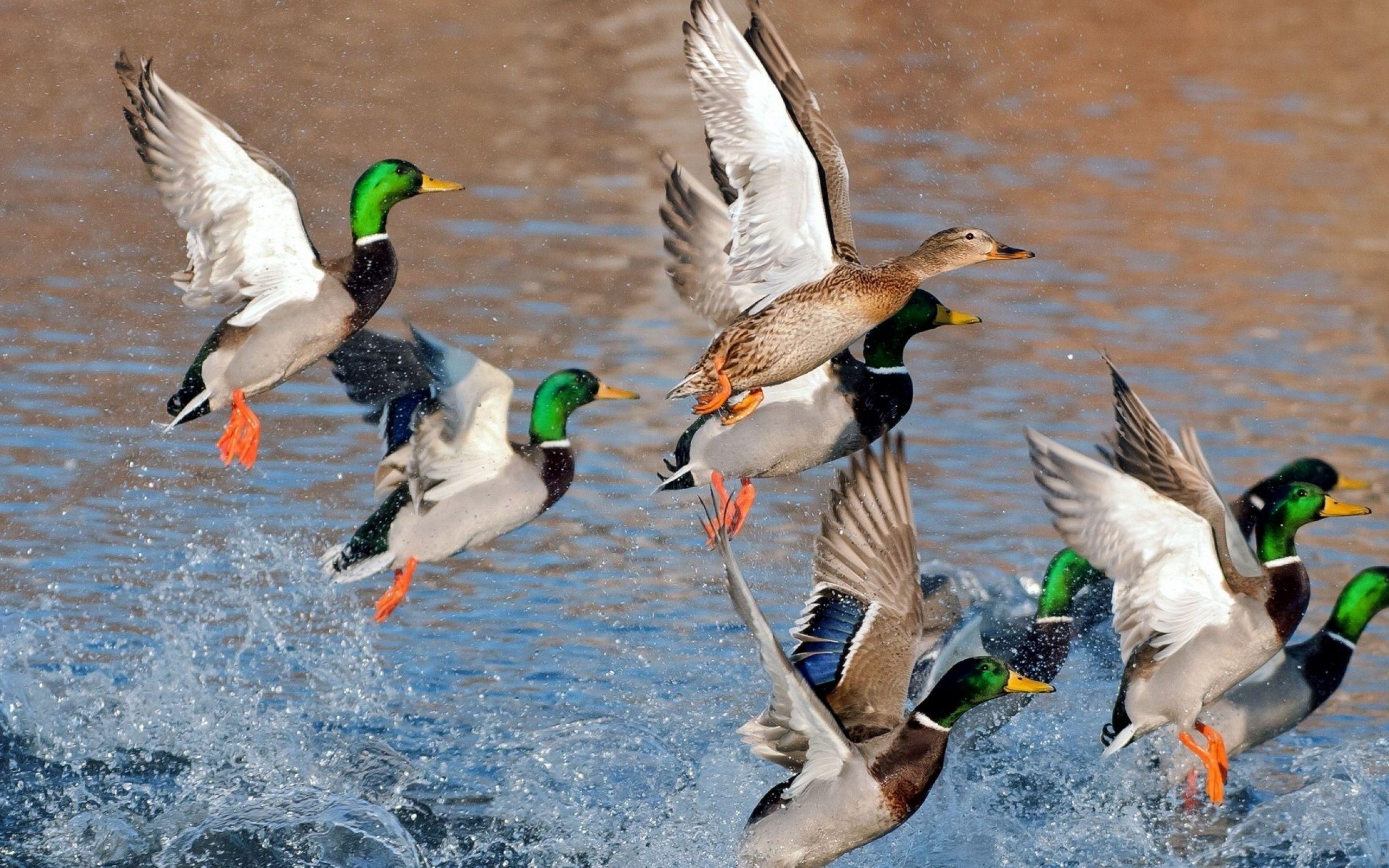 teahub.io-duckling-wallpaper-2378109.jpg