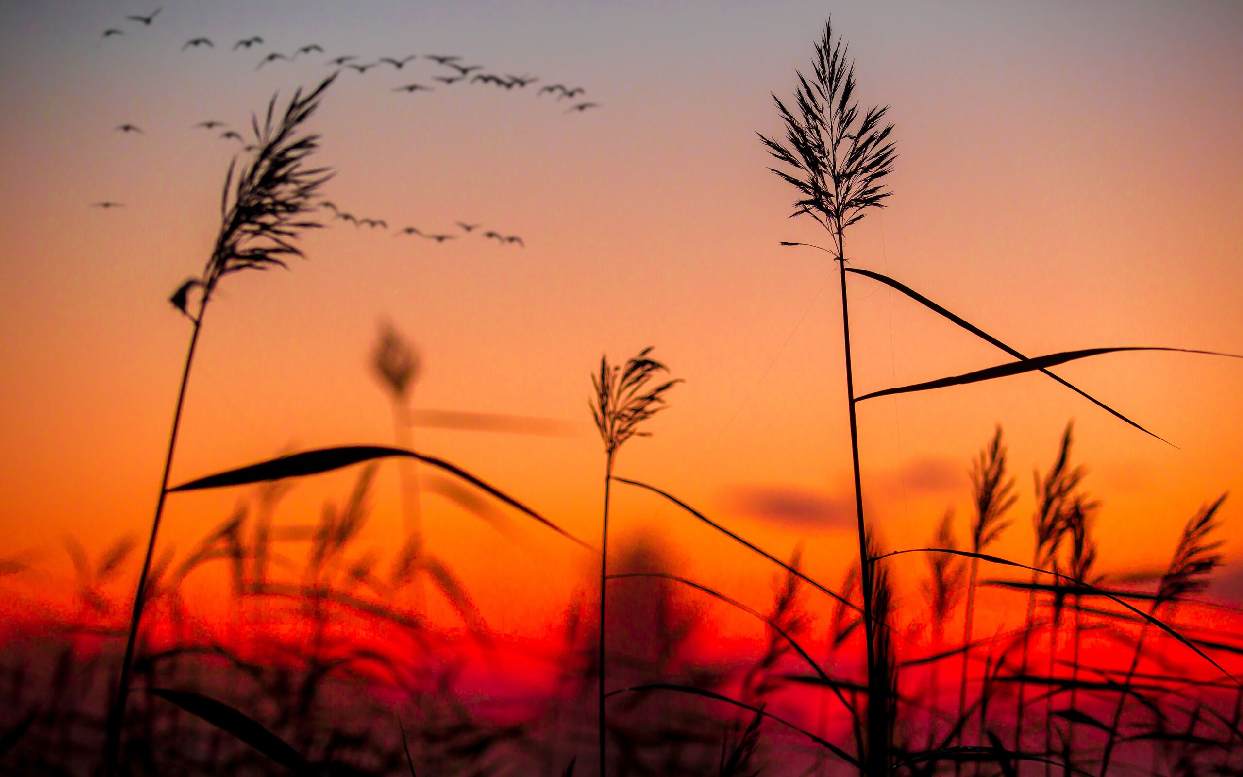 field-weeds-sunrise-ib-2560x1600.jpg