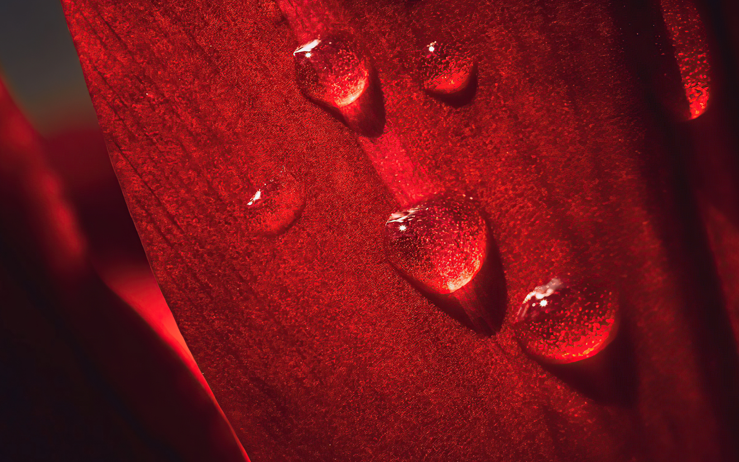 macro-flower-drops-4k-4f-2560x1600.jpg