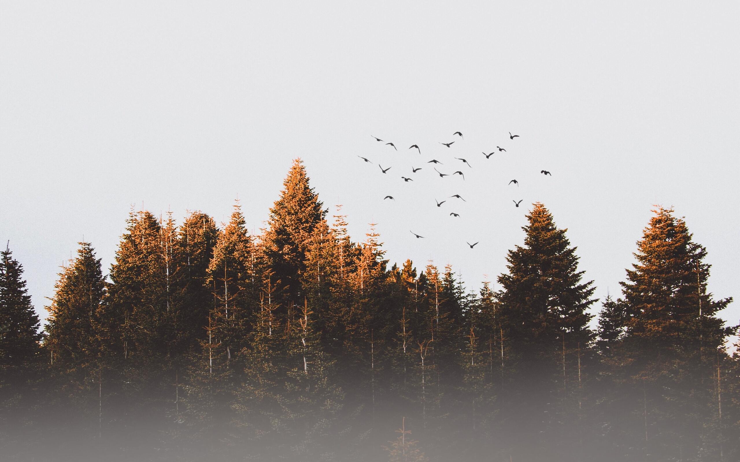 flock-of-birds-flying-trees-landscape-view-4k-aa-2560x1600.jpg