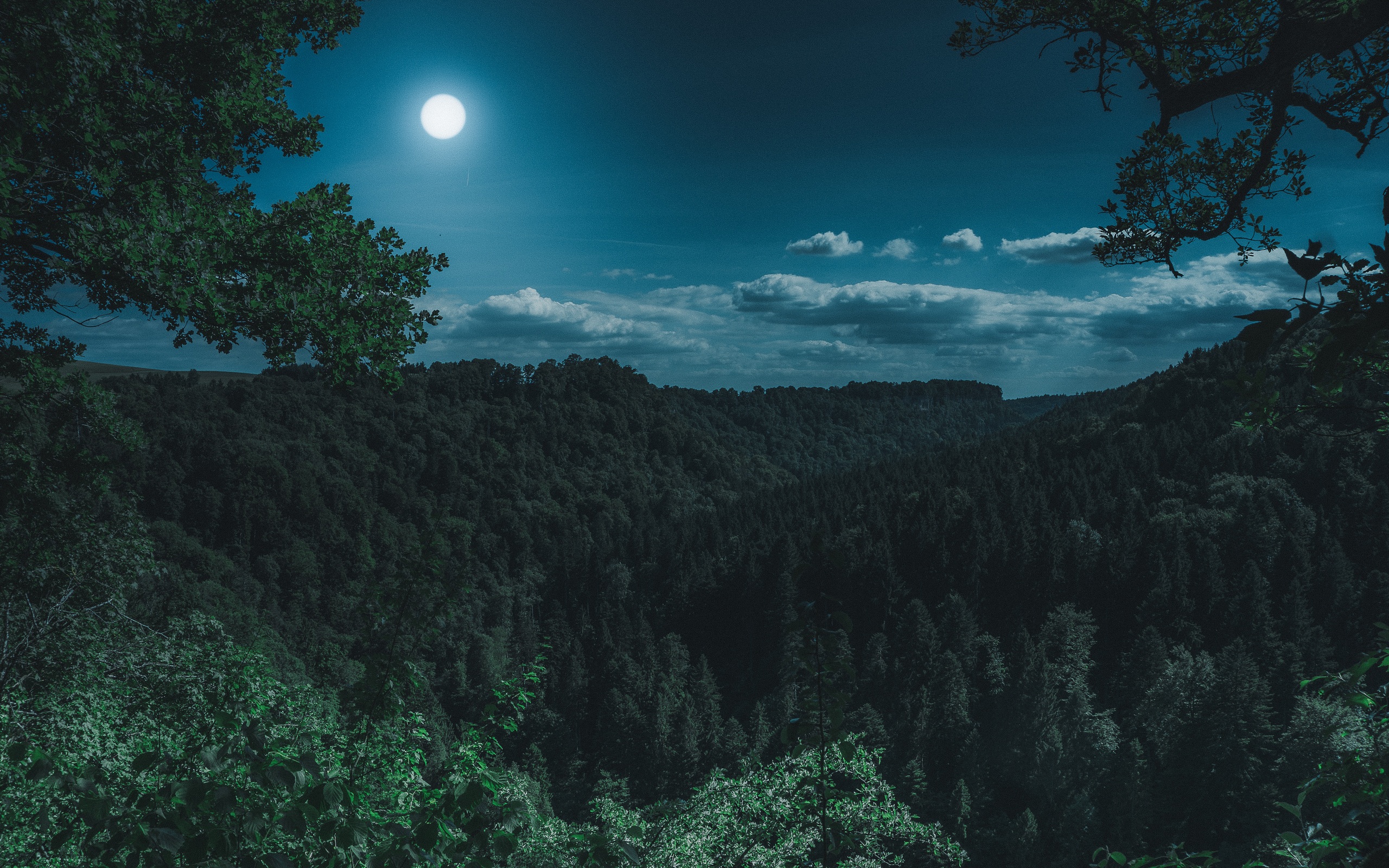dark-night-forest-view-5k-io-2560x1600.jpg
