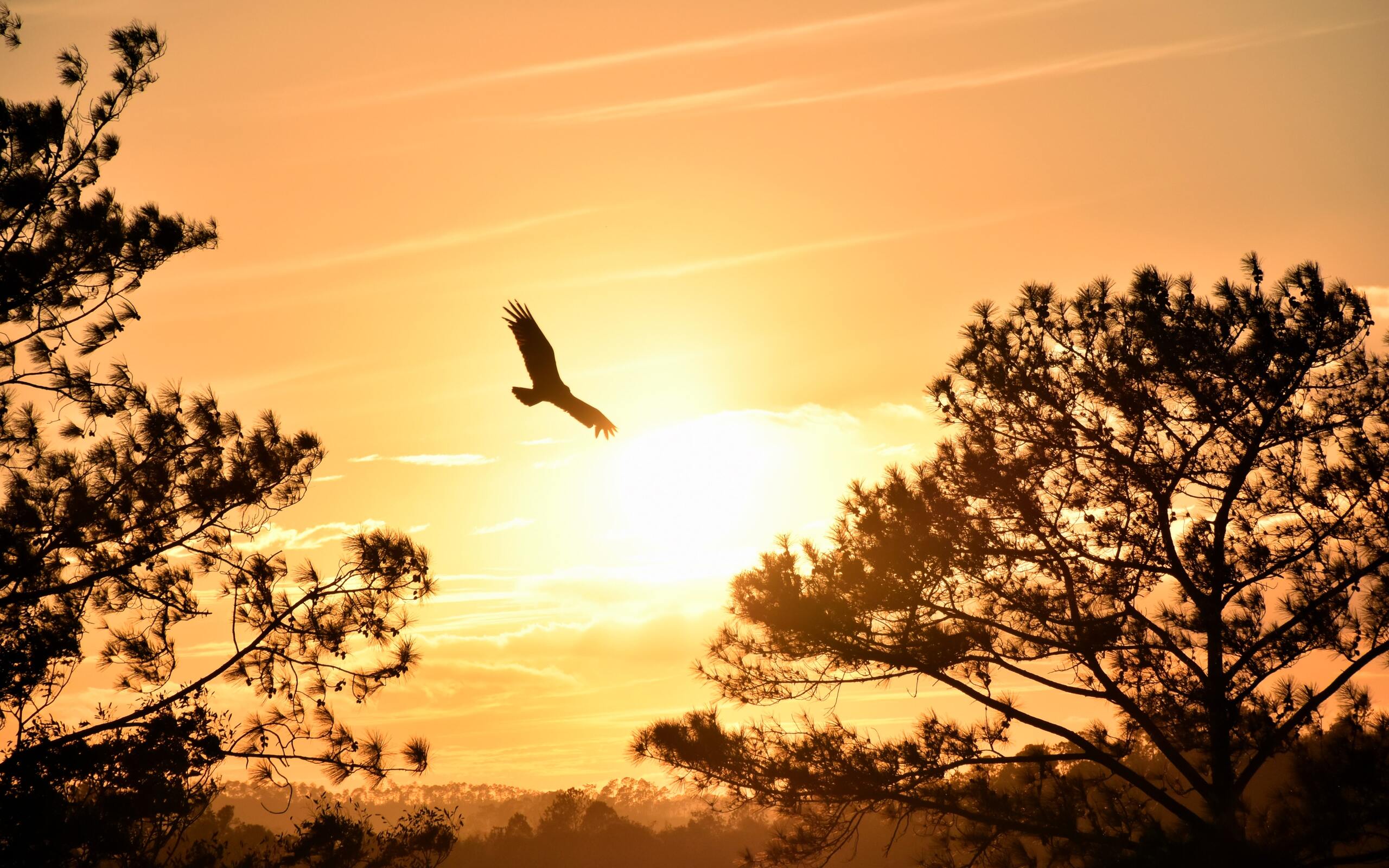eagle-flying-towards-sunset-5k-ul-2560x1600.jpg