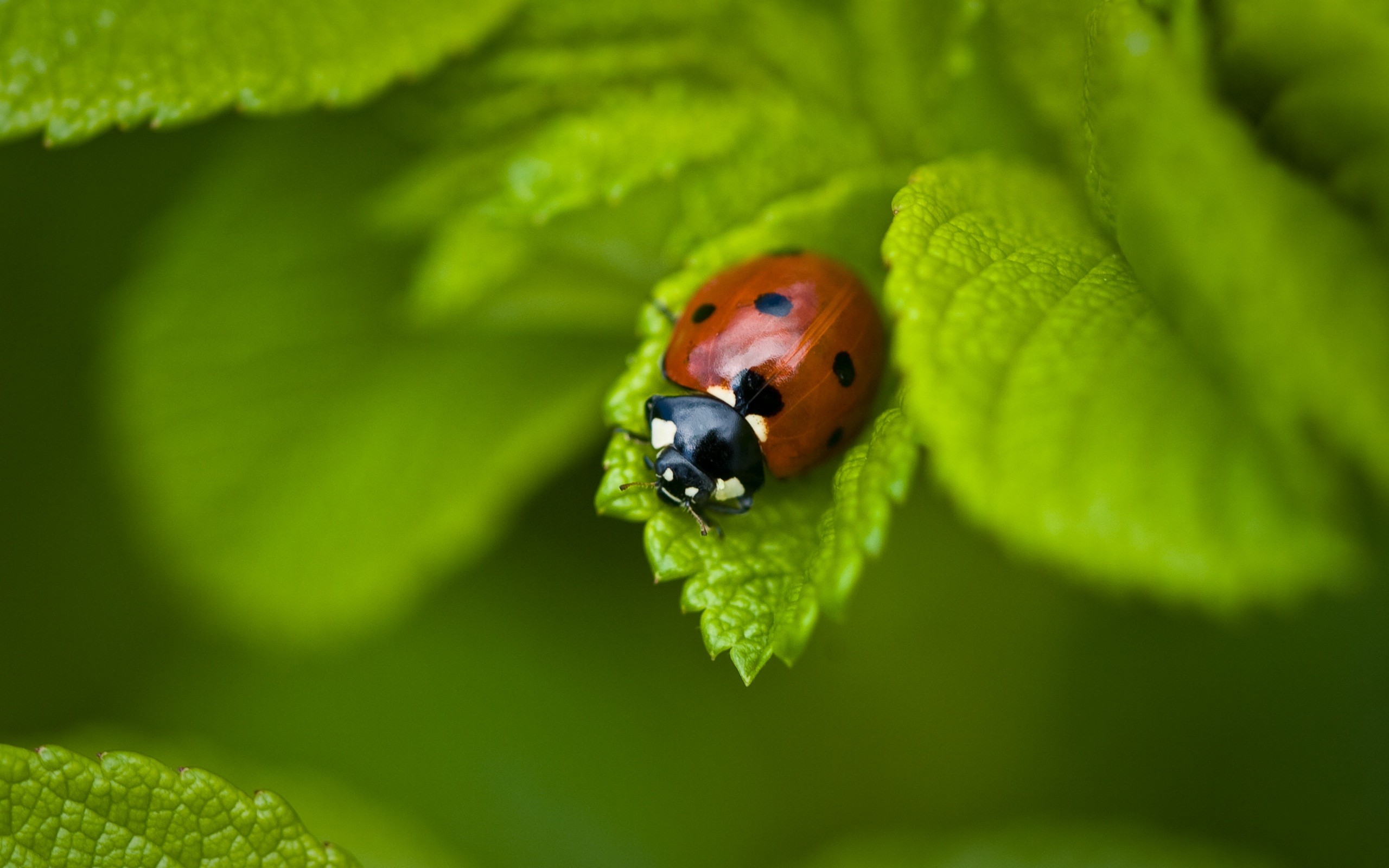 teahub.io-laptop-wallpaper-download-230637.jpg
