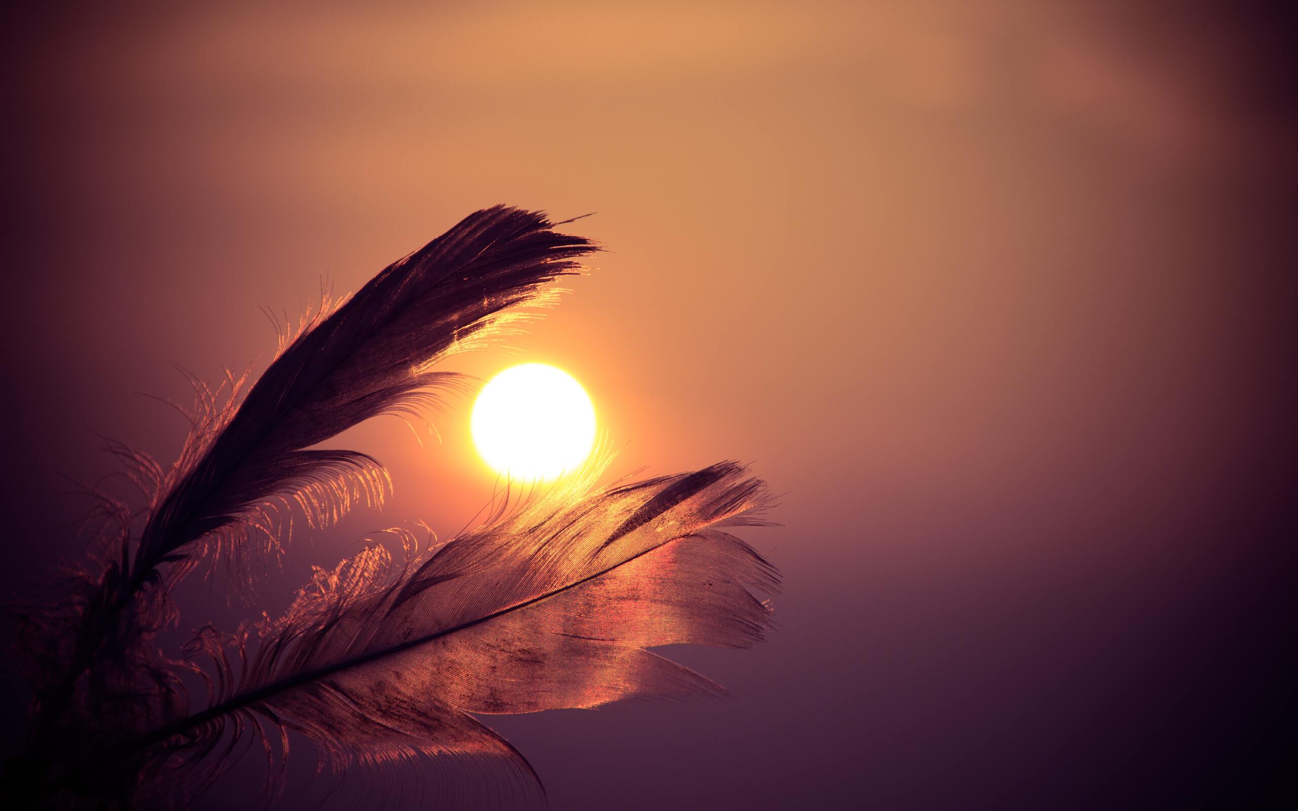 feathers-sunbeams-of-sun-5k-h8-2560x1600.jpg