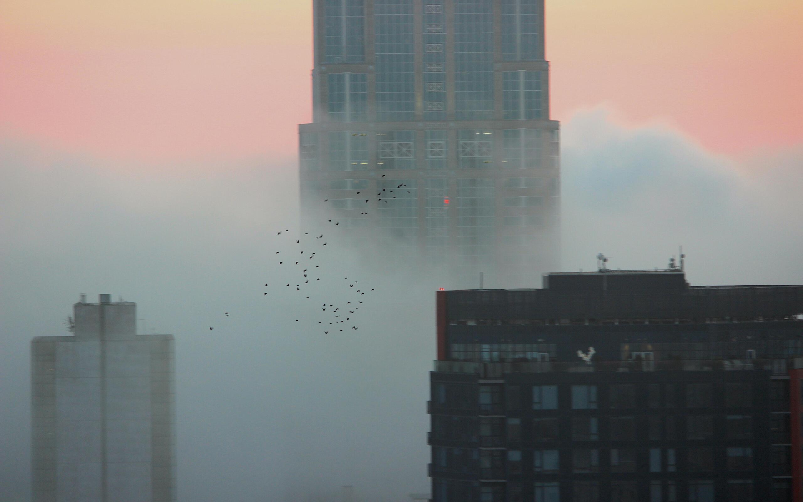 flock-of-birds-over-a-foggy-seattle-5k-ee-2560x1600.jpg