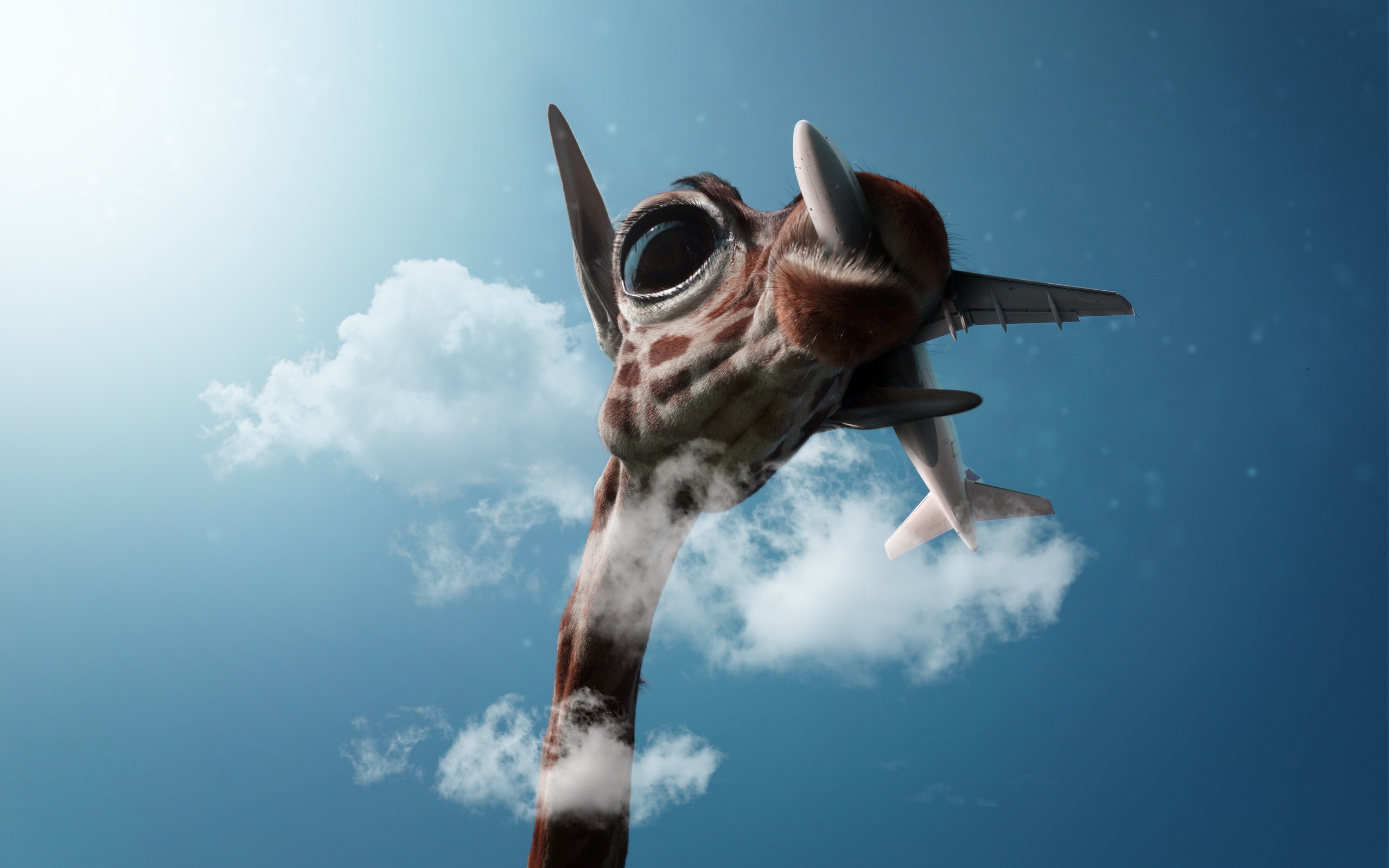 giraffe-passing-plane-4k-2560x1600.jpg