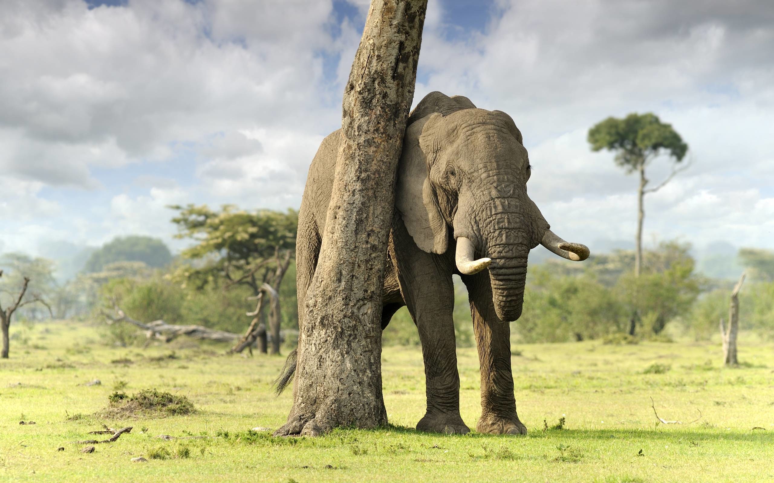 teahub.io-elephant-desktop-wallpaper-2638706.jpg