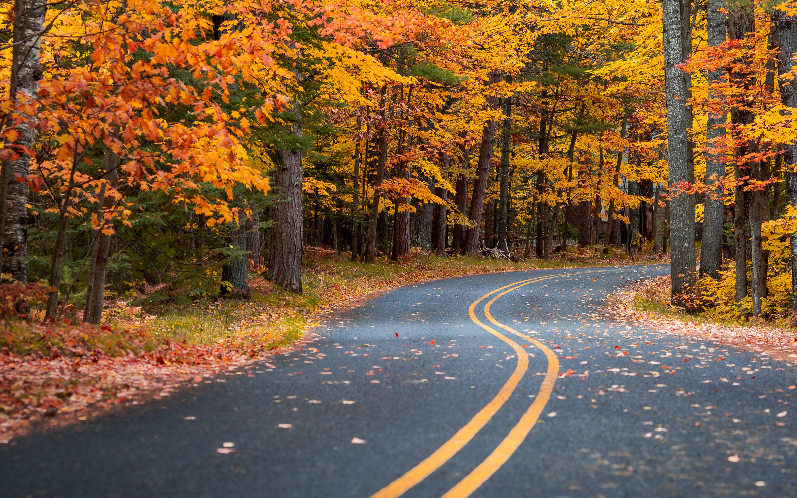 autumn-drive-road-4k-dz-2560x1600.jpg