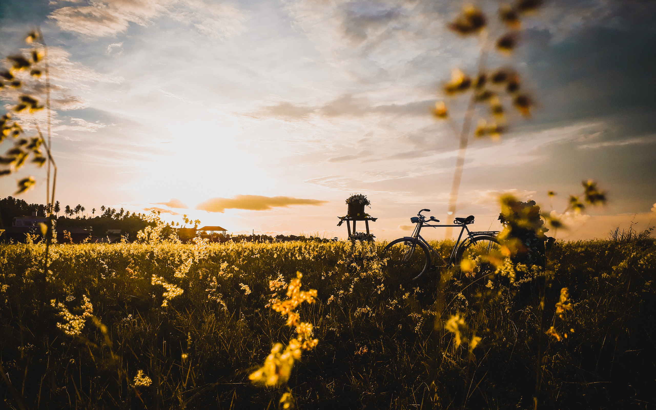 bicycle-in-field-po-2560x1600.jpg