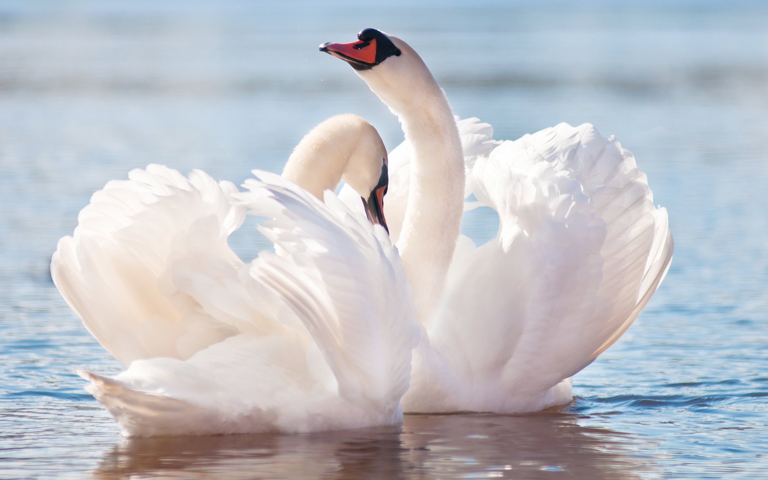 teahub.io-swan-wallpaper-170473.jpg