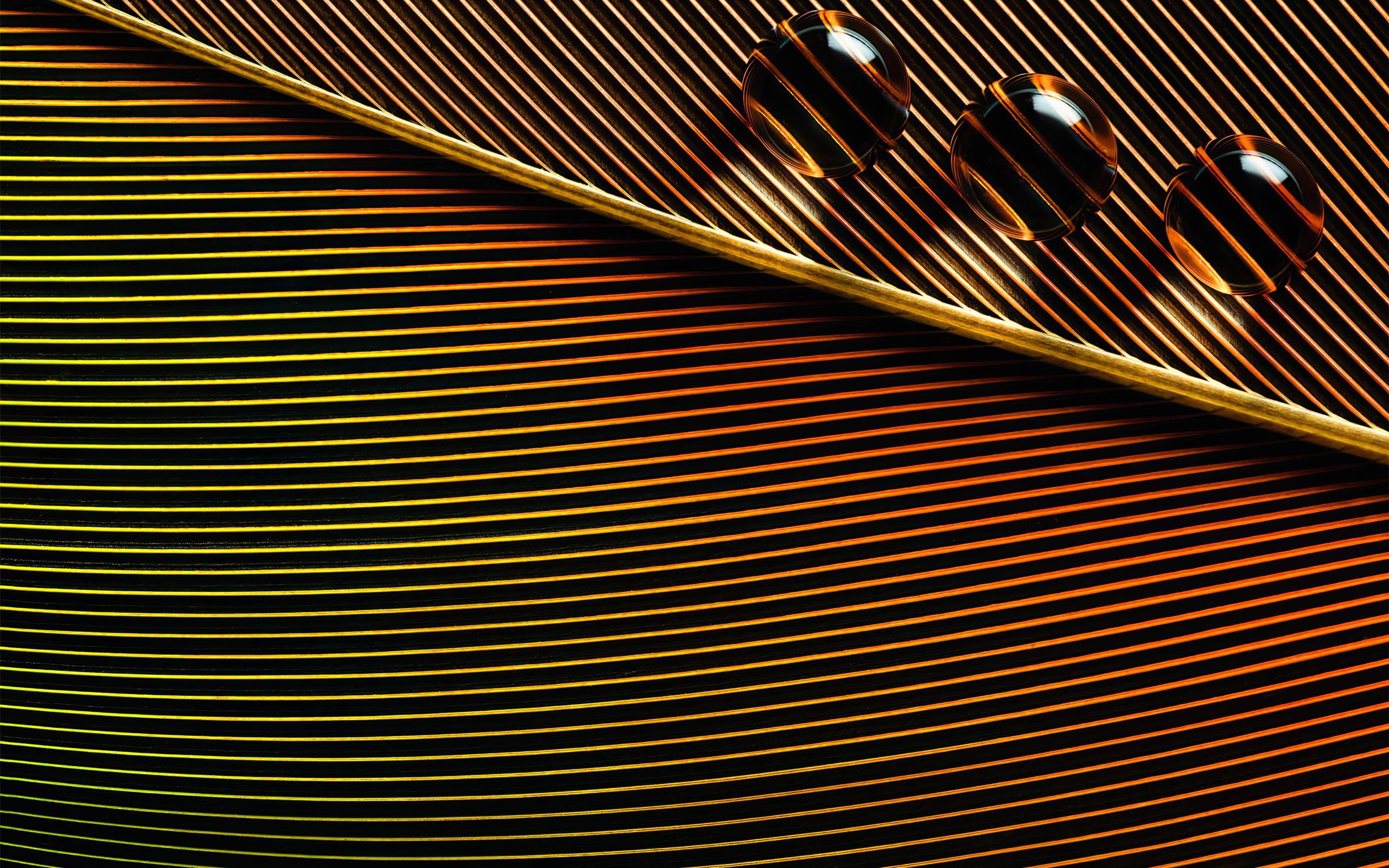 orange-leaves-macro-water-drops-4k-gf-2560x1600.jpg