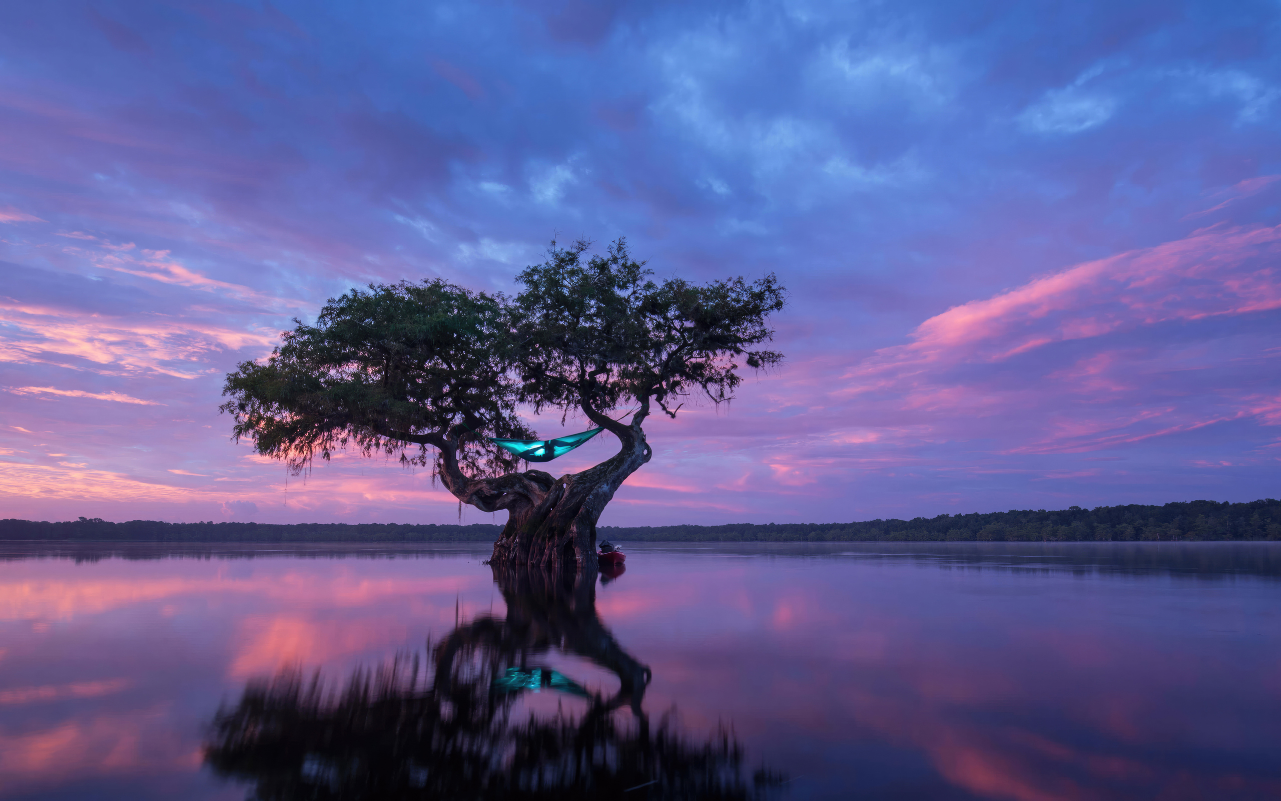 person-camping-in-a-cypress-tree-rw-2560x1600.jpg
