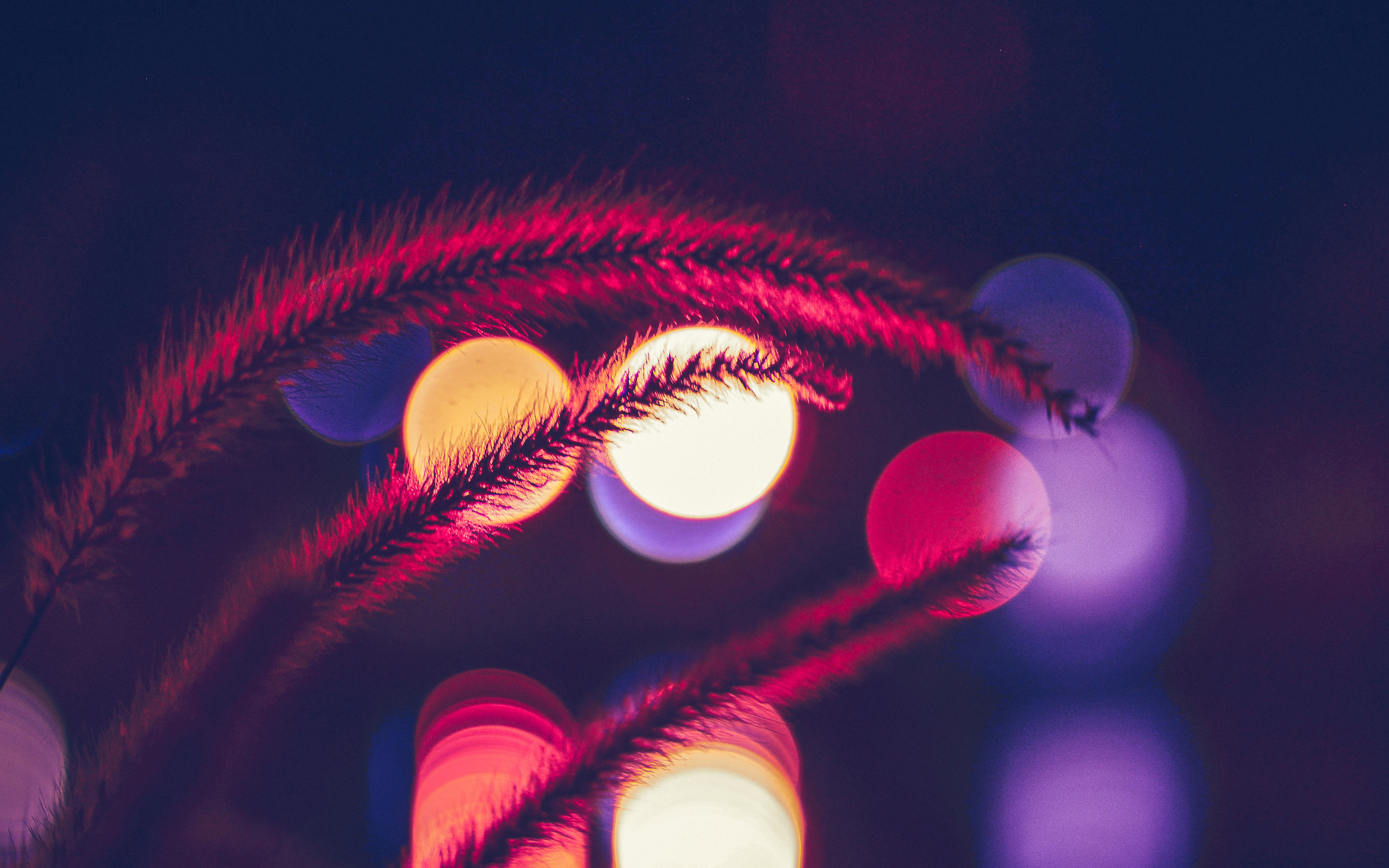 plant-bokeh-photography-4k-rt-2560x1600.jpg